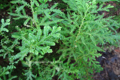 Selaginella delicatula